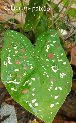 Jardins e planta Caladium paixão 
