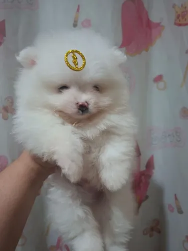 Lindo spitz alemao branco.