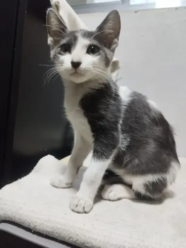 Doação filhote macho gato amoroso