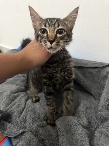 Gato filhote para adoção (3~4 meses)