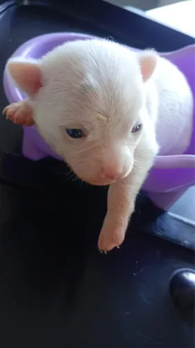 Chihuahua fêmea branca para reserva parcele em até 10x
