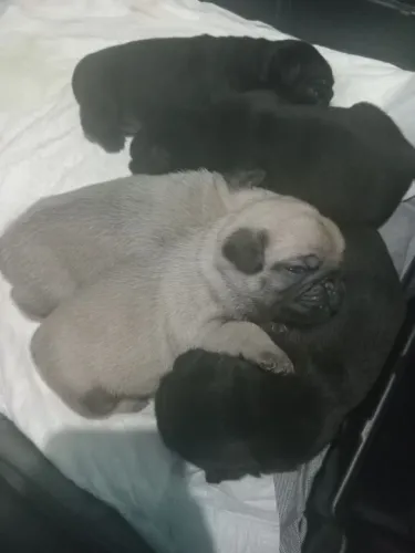 Vendo lindos filhotes  de Pug machinho 1.200 com a vacina 