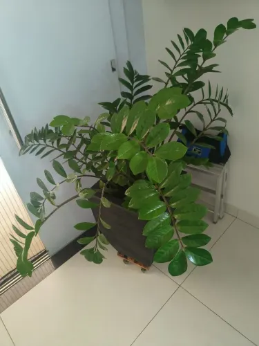 Vendo Zamioculca