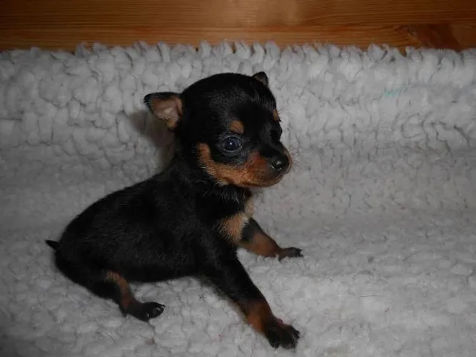 Miniatura de pinscher 0