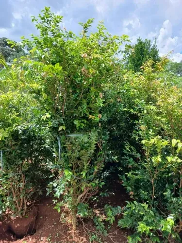 Mudas de Jabuticaba Híbrida ou Precoce  1,80 mt