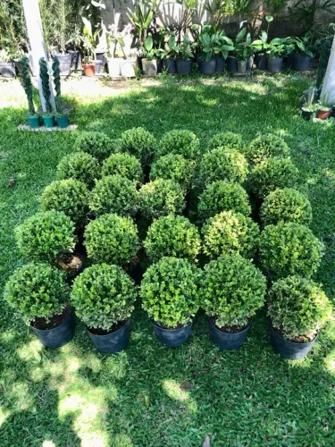 Buxinhos 