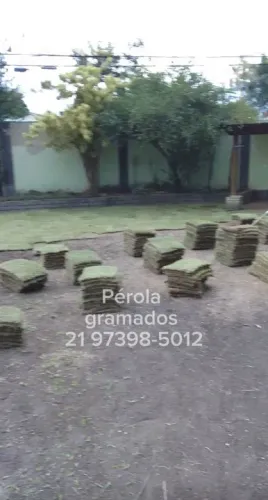 Plantio e venda GRAMA ESMERALDA!