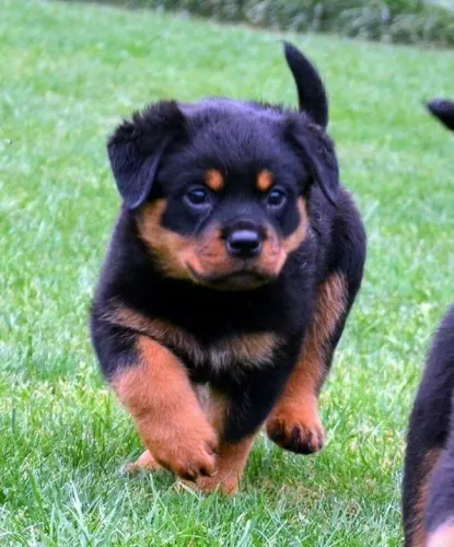 Filhote Rottweiler pais excelentes 
