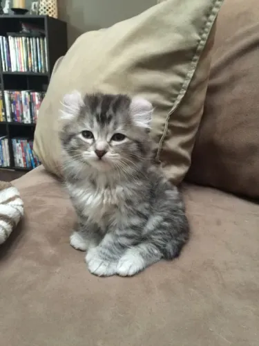 American Curl Filhotes Lindos na Cor Tigrado