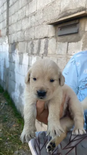 filhote Golden Retriever, Nada como um filhotinho para iluminar seu dia!