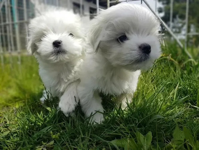 Maltês Micro White Fêmea - Carinho e Doçura em um Tamanho Mini! 