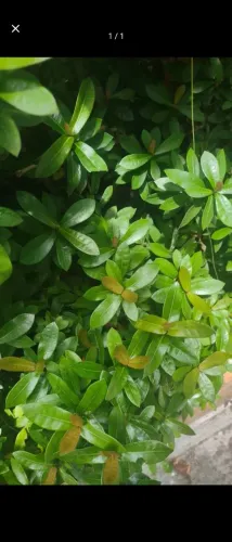 Vendas de plantas ornamentais