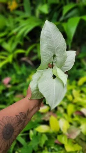 Planta Exótica: Syngonium Mooshine Mudas ornamentais: Folhagens, Syngonium, Plantas raras 