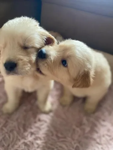 Golden Retriever Europeu - Filhote com 45 dias, vacinado e vermifugado!
