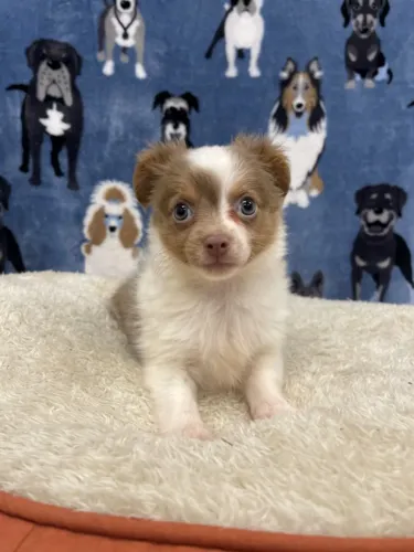 Border Collie Chocolate/Bluemerle/Redmerle - Assistencia veterinaria gratuita