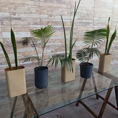 Plantas decorativas, Espada de São Jorge,  Cica e Lança de São Jorge.