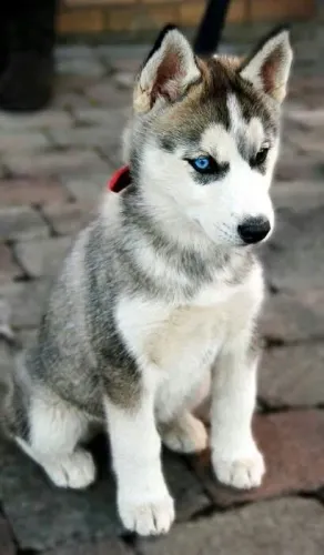 Filhote de Husky Siberiano,  primeiro passo 