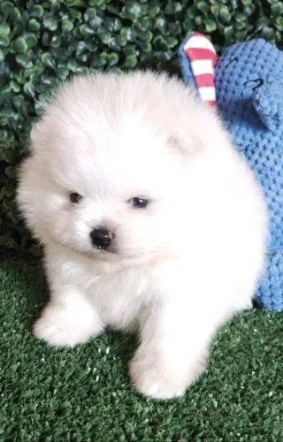 Spitz Alemão machinho. Fofura de filhote. 