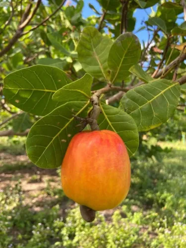 Frutifera Mudas de Cajú comum