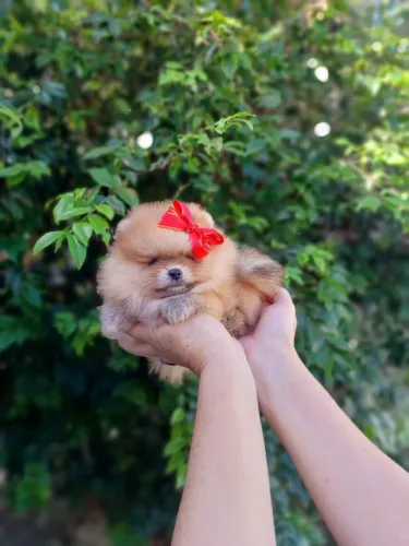 Filhote Spitz Alemão Anão (Lulu da Pomerânia)