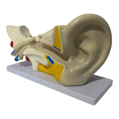 Modelo Anatômico Orelha