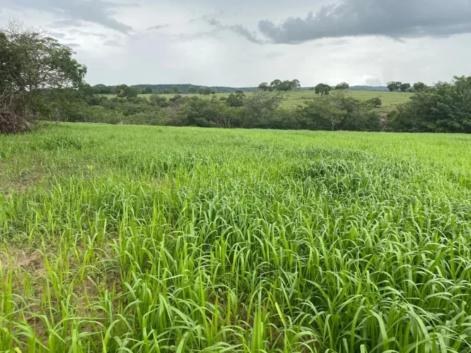 FAZENDA 4,600 HECTARES MUNICÍPIO DE ALTO GARGAS-MT