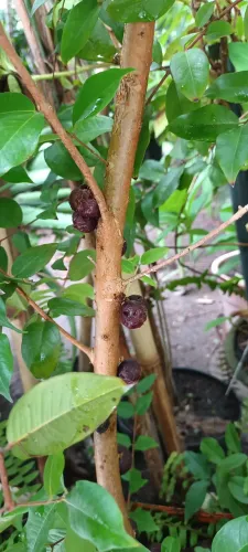 Muda de Jabuticaba - Produzindo!