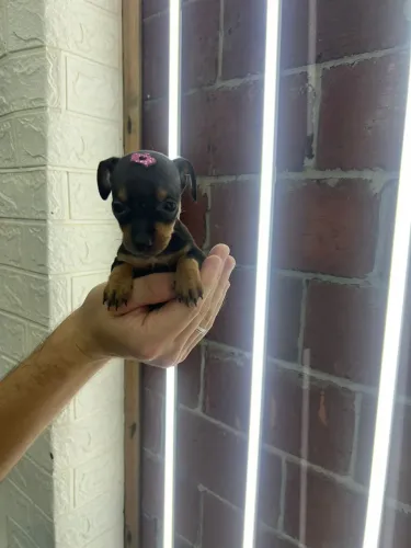 Filhote de Pinscher disponível bebê