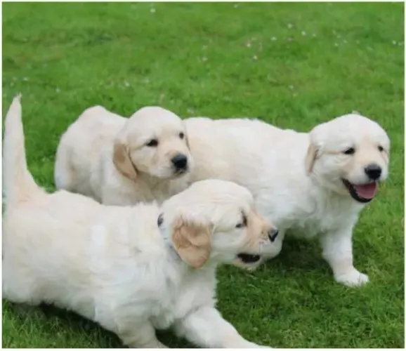 Golden Retriever temos raças de micro, pequeno, medio e grade porte 
