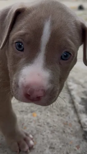 Lindos filhotes de Pitbull Red Nose