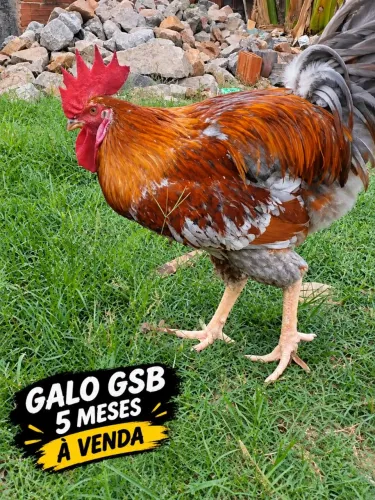 Frango Gsb