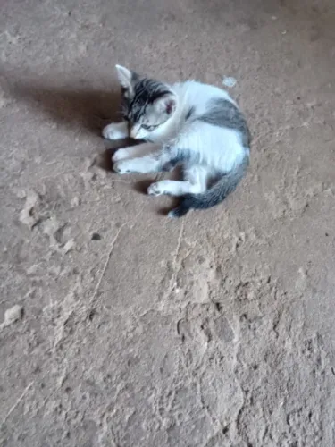 Gatos para adoção