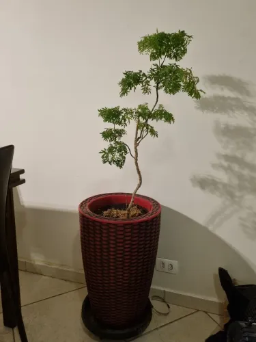 PLANTA DA FELICIDADE + VASO