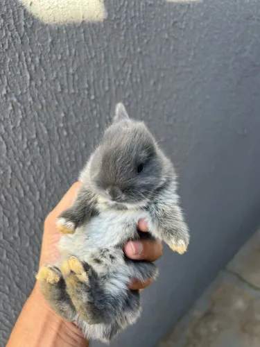 Coelhos mestiços anão com Califórnia