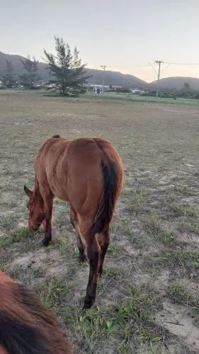 Cavalo qm