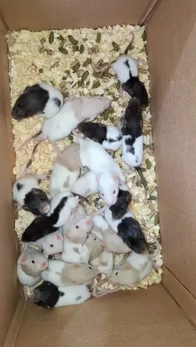 Ratos Twisters (Vendas acima de 10 unidades)