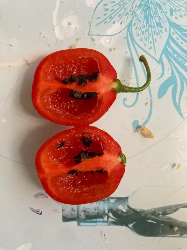 Pimenta rocoto sementes