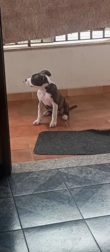 Vendo Pitbull fêmea Rajada com branco