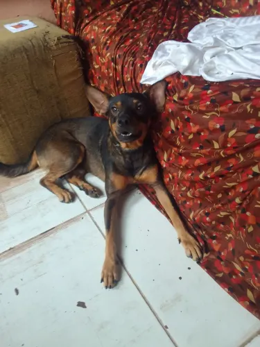 Cachorro pra ser doado ele tem um ano .