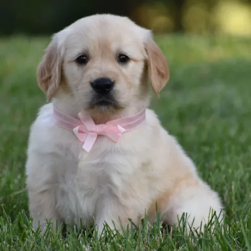 Golden Retriever:O peludo mais brincalhão e carinhoso do mundo pet 