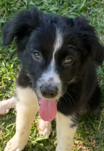 Filhote de border collie o parceiro ideal para aventuras