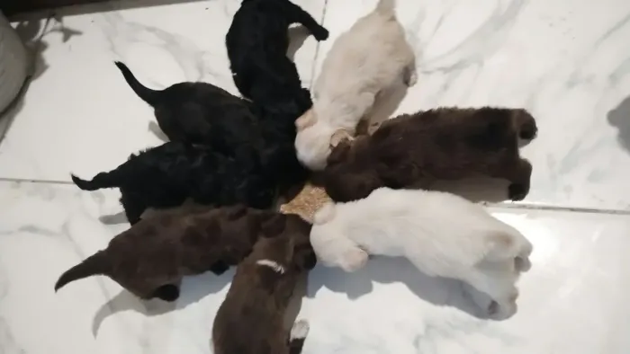 Vende-se filhotes de cachorro raça poodle