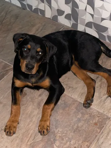 Rottweiler fêmea
