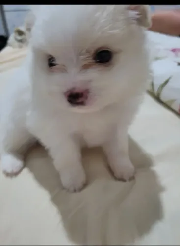 Lulu da Pomerânia 