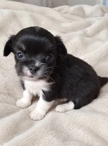 Chihuahua macho pêlo longo - pedigree CBKC 