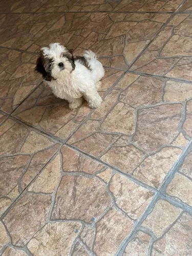 Shihtzu macho