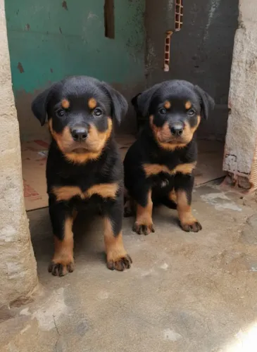 Doação de rottweiler