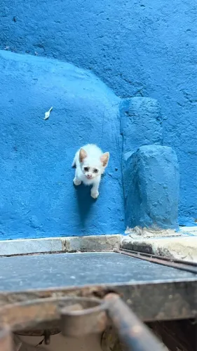 Adoção responsável de gato