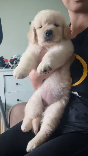 FILHOTE GOLDEN RETRIEVER