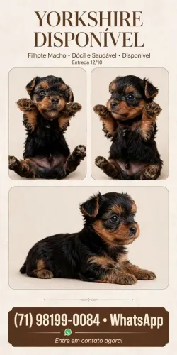 Yorkshire terrier macho